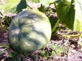 Multicolor pumpkin