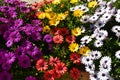 Multicolor rainbow Osteospermum daisy flower bed field