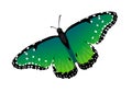 Multicolor realistic isolated butterfly