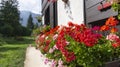 Multicolor red scarlet pink lilac geranium plants bloom magnificently under the wooden windows of a chalet in the Alps mountains