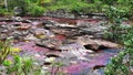 Multicolor river Cano Cristales, Serrania de la Macarena National Park, Colombia Royalty Free Stock Photo