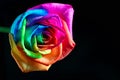 Multicolor rose Royalty Free Stock Photo