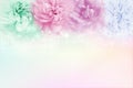 multicolor roses in a soft pastel background, conceptsof Valentine& x27;s Day and Wedding Invitation card Royalty Free Stock Photo