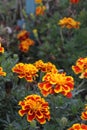 Marigolds and japanese beeetle 3067