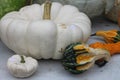 Multicolor squash and pumpkins 2868 Royalty Free Stock Photo