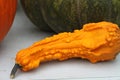 Multicolor squash and pumpkins 2866 Royalty Free Stock Photo