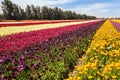 Multicolor striped floral carpet