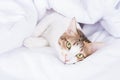 Multicolor tabby cute kitten lying under a blanket on the bed. Pets and lifestyle concept Royalty Free Stock Photo