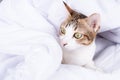 Multicolor tabby cute kitten lying under a blanket on the bed. Pets and lifestyle concept Royalty Free Stock Photo