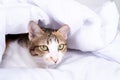 Multicolor tabby cute kitten lying under a blanket on the bed. Pets and lifestyle concept Royalty Free Stock Photo