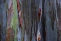 Multicolor Tree Bark Background of Rainbow Eucalyptus Royalty Free Stock Photo