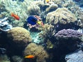 Tropical fish aquarium.