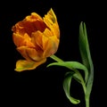 Multicolor tulip with green stem and leaves isolated on black background. Close-up studio shot. Royalty Free Stock Photo