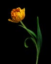 Multicolor tulip with stem and leaves isolated on black background. Close-up studio shot. Royalty Free Stock Photo