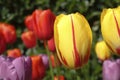 Multicolor tulips Royalty Free Stock Photo