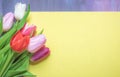 Multicolor tulips on a blank paper sheet
