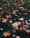 Multicolord leaves on green grass during autumn. Season concept. Foliage outdoor. Autumn yellow leaves for your background. Vertic Royalty Free Stock Photo