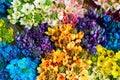 Multicolored Allium neapolitanum flowers of blue fuchsia pink orange yellow white colors in bouquets at florist shop Royalty Free Stock Photo