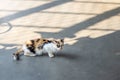 Multicolored angry cat walking on concrete floor and looking at the camera.