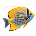 Multicolored aquarium fish on a transparent background, side view. The Angelfish, an blue and yellow saltwater aquarium