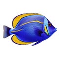 Multicolored aquarium fish on a transparent background, side view. The Blue Tang, an yellow and blue saltwater aquarium