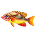 Multicolored aquarium fish on a transparent background, side view. The Clown Wrasse, an red and yellow saltwater