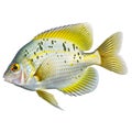 Multicolored aquarium fish on a transparent background, side view. The Sunfish, an yellow and white saltwater aquarium
