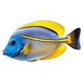 Multicolored aquarium fish on a transparent background, side view. The Surgeonfish, an yellow and blue saltwater