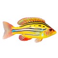 Multicolored aquarium fish on a transparent background, side view. The Wrasse, an yellow and white saltwater aquarium