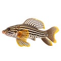 Multicolored aquarium fish on a transparent background, side view. The Zebra Pleco, an yellow and white saltwater