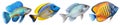 Multicolored aquarium fishes on a transparent background, side view. Spiny Chromis, Royal Gramma, Surgeonfish, Tang
