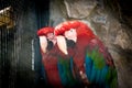 Multicolored Ara parrots sit on a branch in a cage in a zoo with evil expression