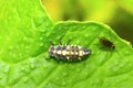 Multicolored asian lady beetle on a green leaf Royalty Free Stock Photo