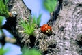 Multicolored Asian Lady Beetle 44108