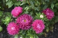 Multicolored Aster flowers in the garden on the background of the garden Royalty Free Stock Photo