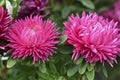 Multicolored Aster flowers in the garden on the background of the garden Royalty Free Stock Photo