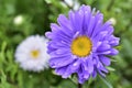 Multicolored Aster flowers in the garden on the background of the garden Royalty Free Stock Photo