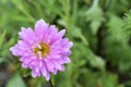 Multicolored Aster flowers in the garden on the background of the garden Royalty Free Stock Photo