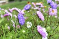 Multicolored Aster flowers in the garden on the background of the garden Royalty Free Stock Photo