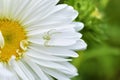 Multicolored Aster flowers in the garden on the background of the garden Royalty Free Stock Photo