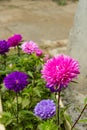 Multicolored asters. Autumn flowers. Asters in the garden. Royalty Free Stock Photo