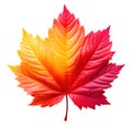 Multicolored autumn leaf isolated on white background. Generative AI realistic illustration