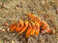 Multicolored autumn leaf of Smooth sumac tree on dry grass Royalty Free Stock Photo