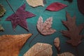 Multicolored autumn leaves. Close up view of autumn leaves collection on blue wooden background. Royalty Free Stock Photo