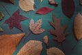 Multicolored autumn leaves. Close up view of autumn leaves collection on blue wooden background. Royalty Free Stock Photo