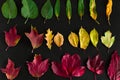 Multicolored autumn leaves gradient on a black background, fall seasonal natural art wallpaper Royalty Free Stock Photo