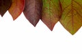 multicolored autumn leaves isolated on white background. pattern, wallpaper, banner, cover, mockup, for your design, vertical Royalty Free Stock Photo