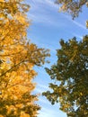 Multicolored autumn trees and blue sky