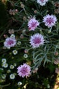 Bachelor button,knapweed,Multicolored bachelor button flowers in