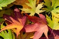 Multicolored background of autumn leaves. Red, yellow,  green and brown leaves lie on the grass Royalty Free Stock Photo